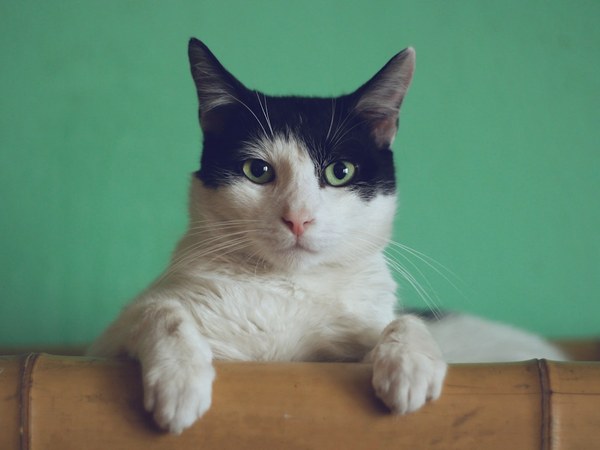 Curious cat — personalized pet memory book and wall art