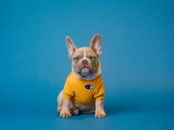 Adorable puppy — new puppy gift planner and welcome kit